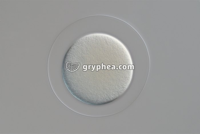 Cellule-oeuf Oursin x100 - gryphea.org